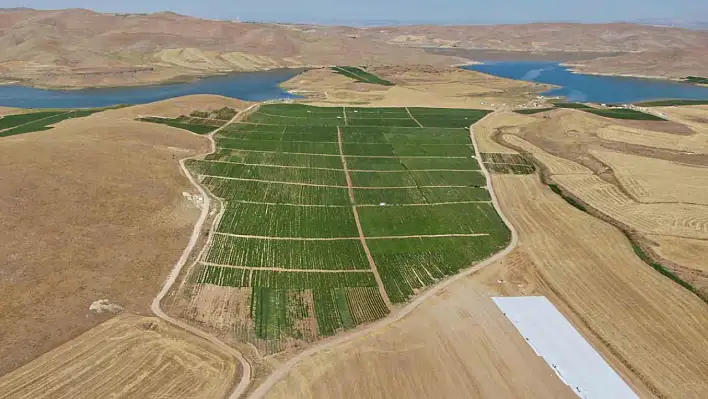 Elazığ'dan Dünyaya İhraç Ediliyor