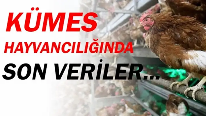 Kümes Hayvancılığı Verileri Açıklandı