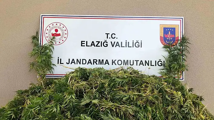 Elazığ'da Kenevir Operasyonu!