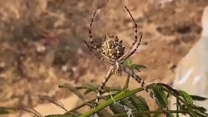 En Zehirlisi Elazığ'da Görüldü