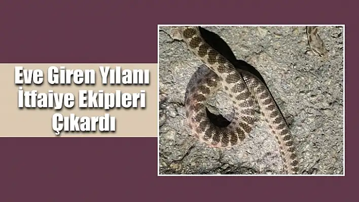 Eve Giren Yılanı İtfaiye Ekipleri Çıkardı