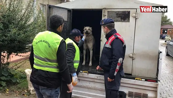 Eziyet Edilen Köpek Bakıma Alındı!