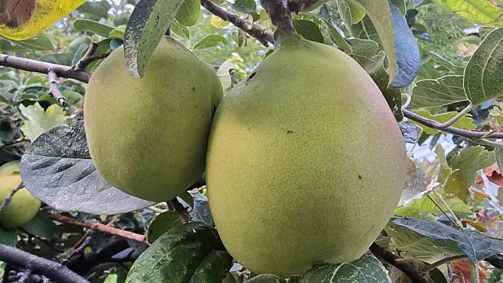 Elazığ'da İlginç Meyve!