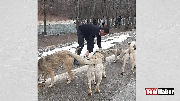 Gurbetçilerden Sokak Hayvanlarına Mama Desteği