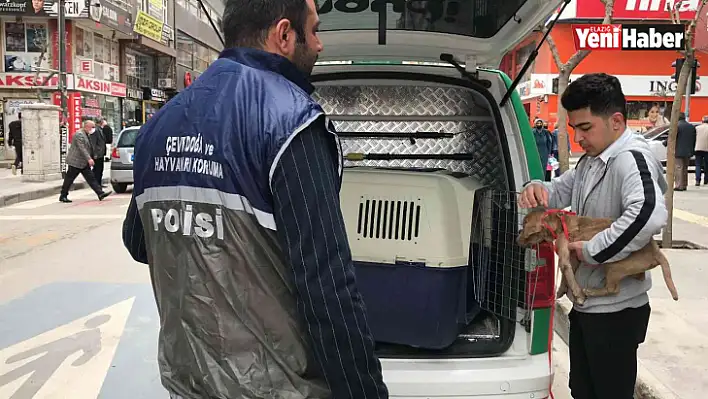 HAYDİ'den pitbull operasyonu, cezalar peş peşe geldi