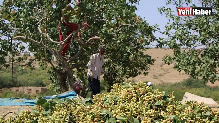 Hobi Olarak Diktiği Fıstıklar ABD Yolunda