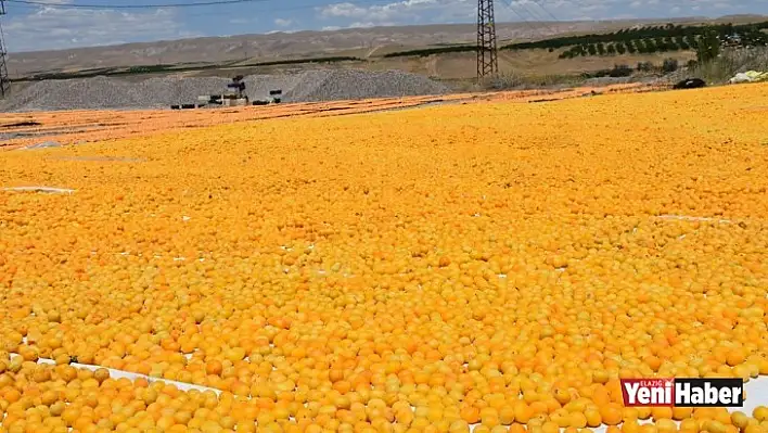 İhraç Edilen Kayısı Miktarı Düştü!