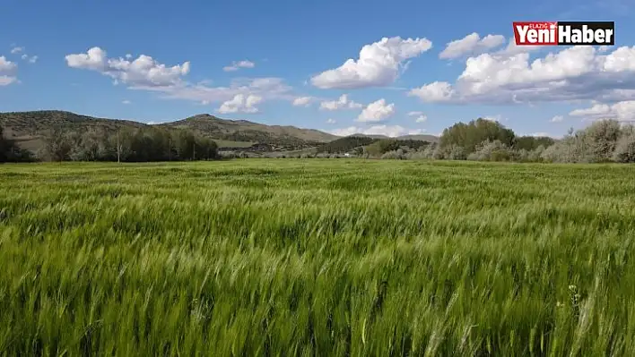 İstilacı Çekirgenin Düşmanı Bu Böcek