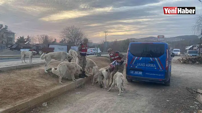 Jandarma, Sokak Hayvanlarını Yalnız Bırakmadı