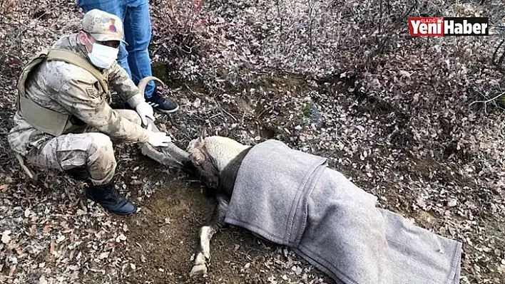 Jandarma Yaralı Dağ Keçisine Sahip Çıktı