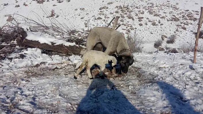 Kangal Köpeğinin Kuzu Sevgisi