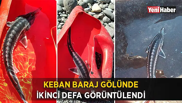 Keban Baraj Gölünde İkinci Defa Görüntülendi