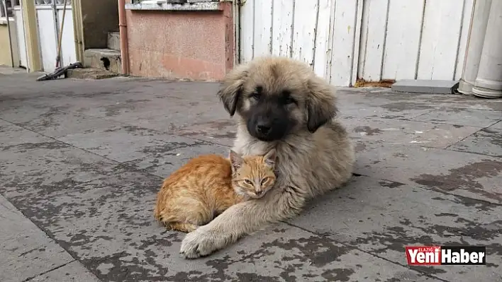 Köpek İle Kedinin Dostluğu!