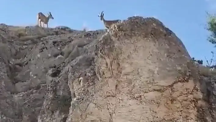 Dağ Keçileri Harput'ta Görüntülendi