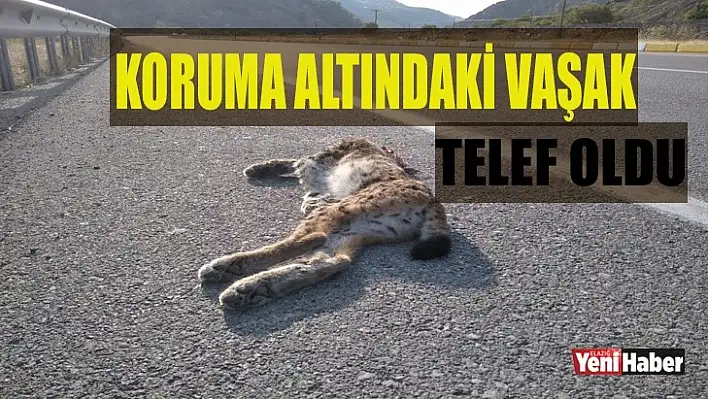 Koruma Altındaki Vaşak Telef Oldu!