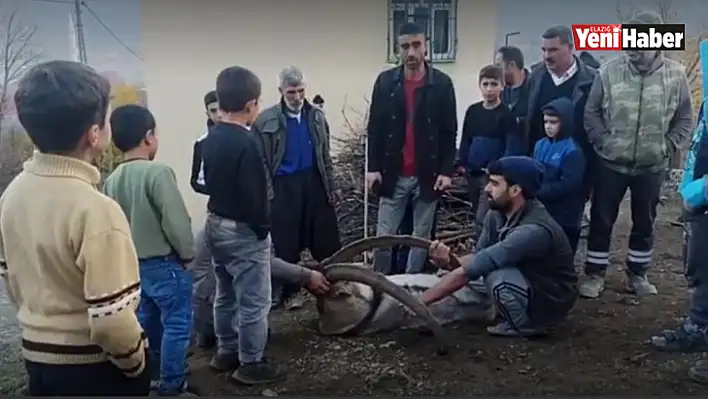 Köye inen dağ keçisi zarar görmesin diye saatlerce nöbet tuttular