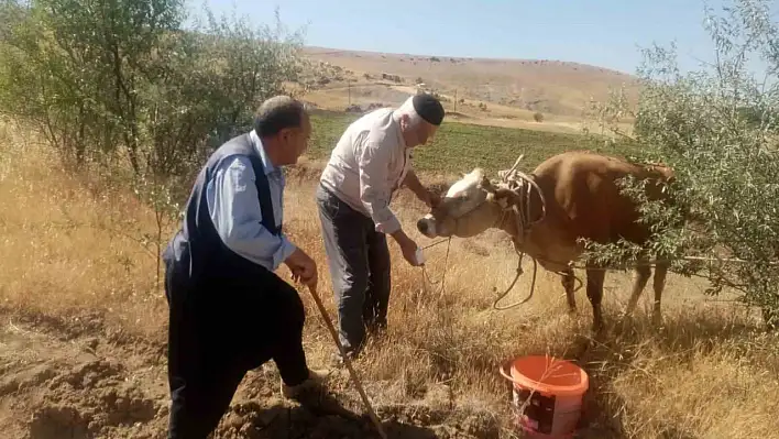 Firari İnek Sonunda Bulundu