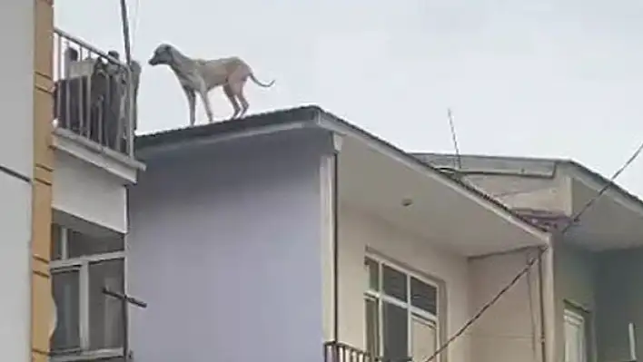 Mahsur kalan köpeği, itfaiye kurtardı