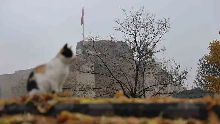 Harput'ta 'Kedi' Manzaraları