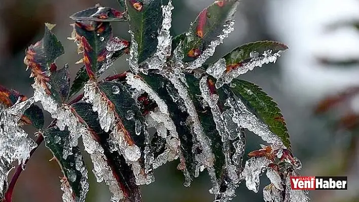 Meteorolojiden Zirai Don Uyarısı