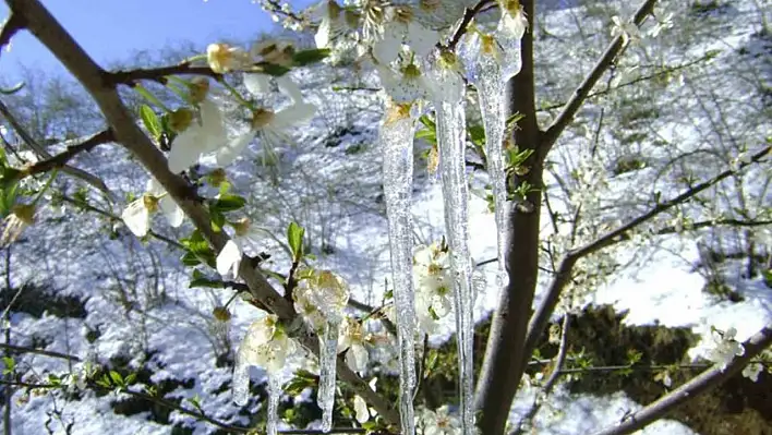 Meteorolojiden Zirai Don Uyarısı