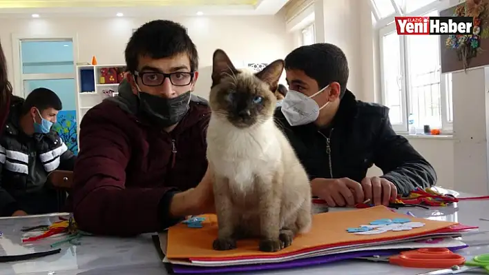 Minik Kedi Öğrencilerin Maskotu Oldu