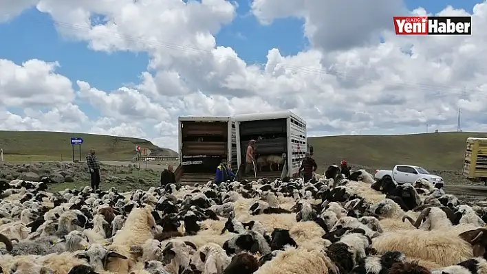 Muhtarın öldürüldüğü sürü kavgası sonrası 4 bin 500 küçükbaş ilçe dışına taşındı