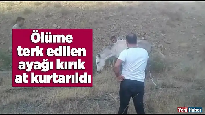 Ölüme terk edilen ayağı kırık at kurtarıldı