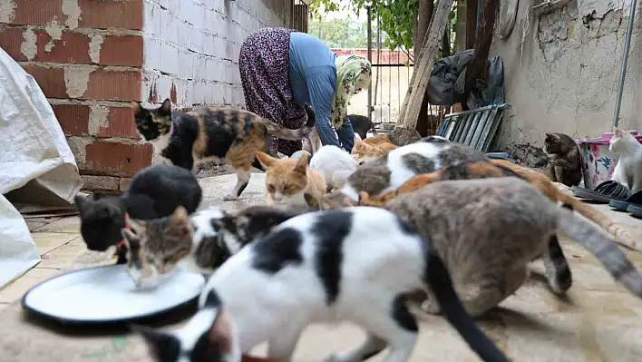 Ömrünü Kedilere Adadı