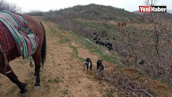 Palu'da Yavru Oğlakların Sevimli Yolculuğu