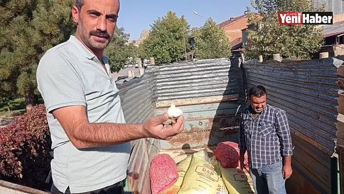 Palulu Çiftçilere Sarımsak Tohumu Dağıtıldı