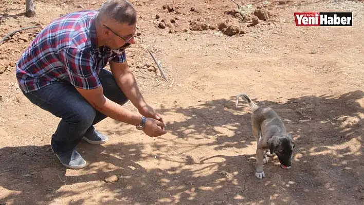 Patileri Ezilen Yavru Köpeği Yürüteç İle Ayağa Kaldırdı!