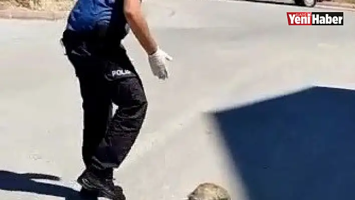 Polisin kaplumbağa duyarlılığı