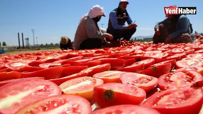 Sofralara Lezzet Katan Kurutmalık Domatesin Hasadı Başladı