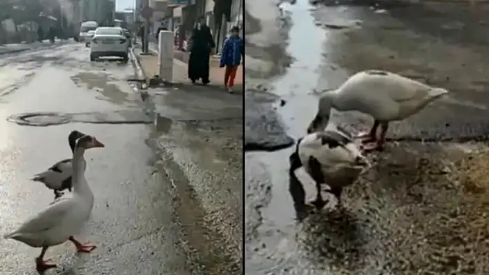 Sürüden Ayrılan Kazlar Yolunu Şaşırdı