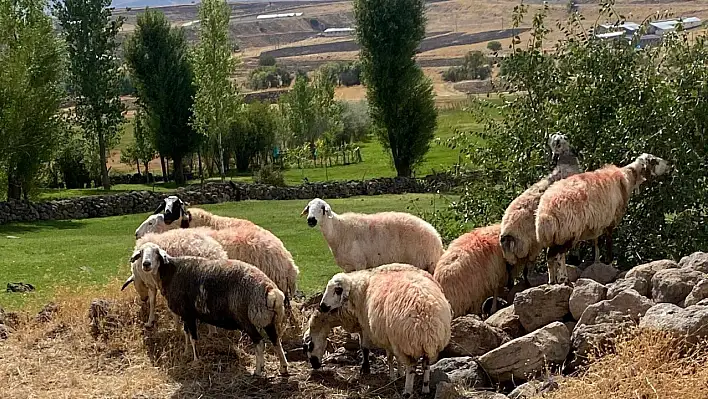 Sürüden Ayrılanlara Jandarma Şefkati