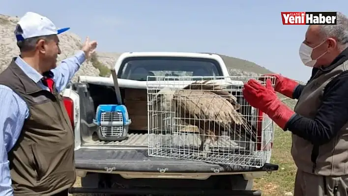 Tedavisi tamamlanan akbaba, doğaya bırakıldı