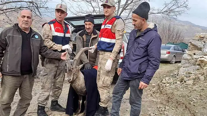 Tedavisi Tamamlanarak Doğaya Salındı