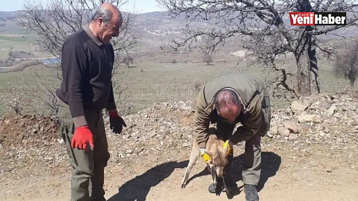 Tedavisi yapılan yavru yaban keçisi doğaya bırakıldı