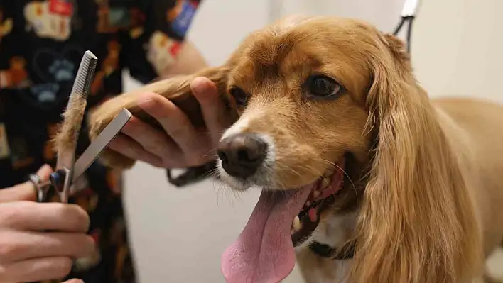 Tüy ve tırnak bakımında bölgenin en şirin merkezi: Bu kuaförde sadece köpekler tıraş oluyor