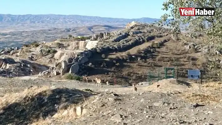 Yaban Keçileri Tarihi Harput Kalesine İndi