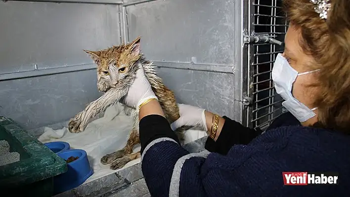 Yakıt Tankına Düşen Kedi Böyle Temizlendi!