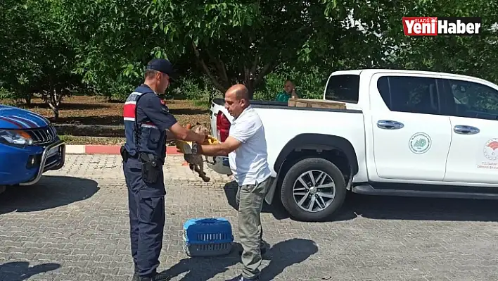 Yaralı atmaca ve tavşana jandarmadan şefkat eli