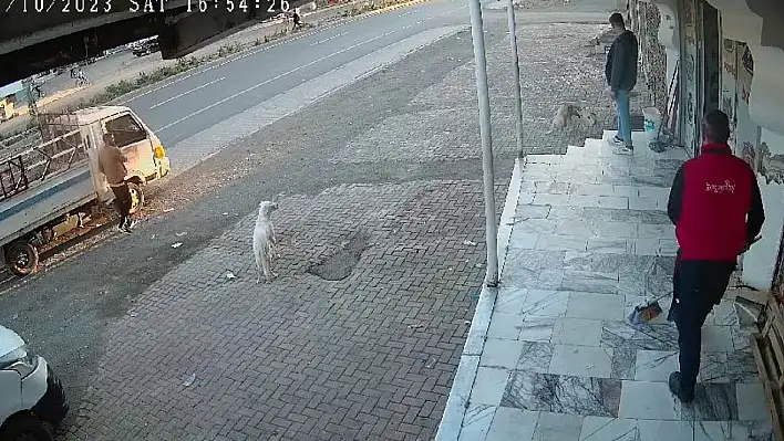 Cesur Kedi Köpeklere Kafa Tuttu