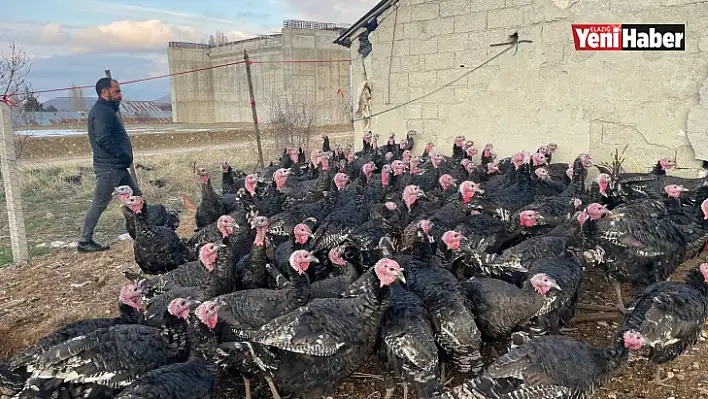 Elazığ'dan Yurtdışına 15 Bin Adet Yılbaşı Hindisi!