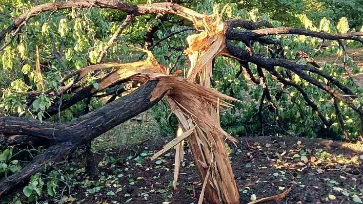 Elazığ'da Ağaç İkiye Ayrıldı