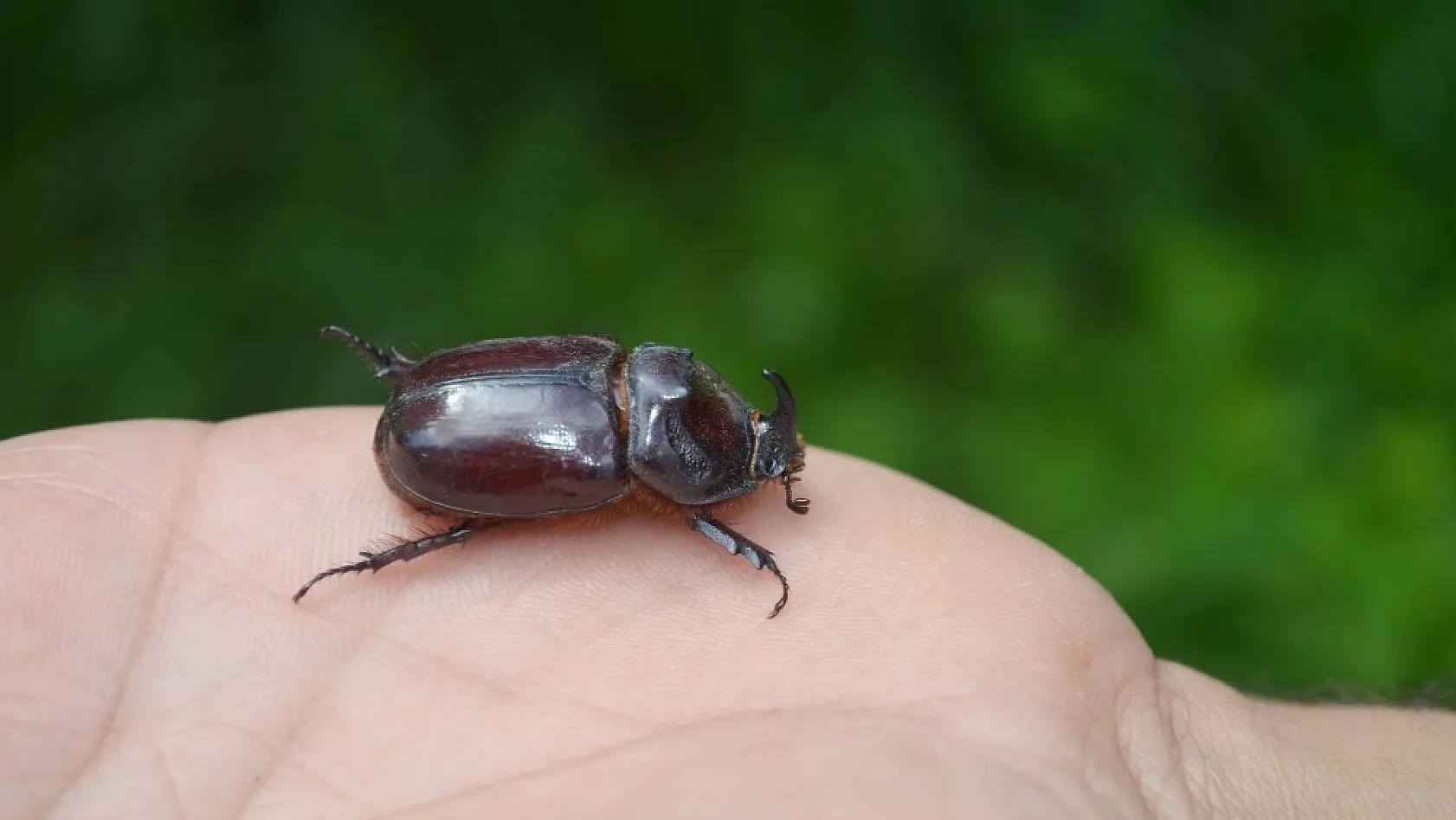 Dünyanın en güçlü böceği Çemişgezek'te görüntülendi 