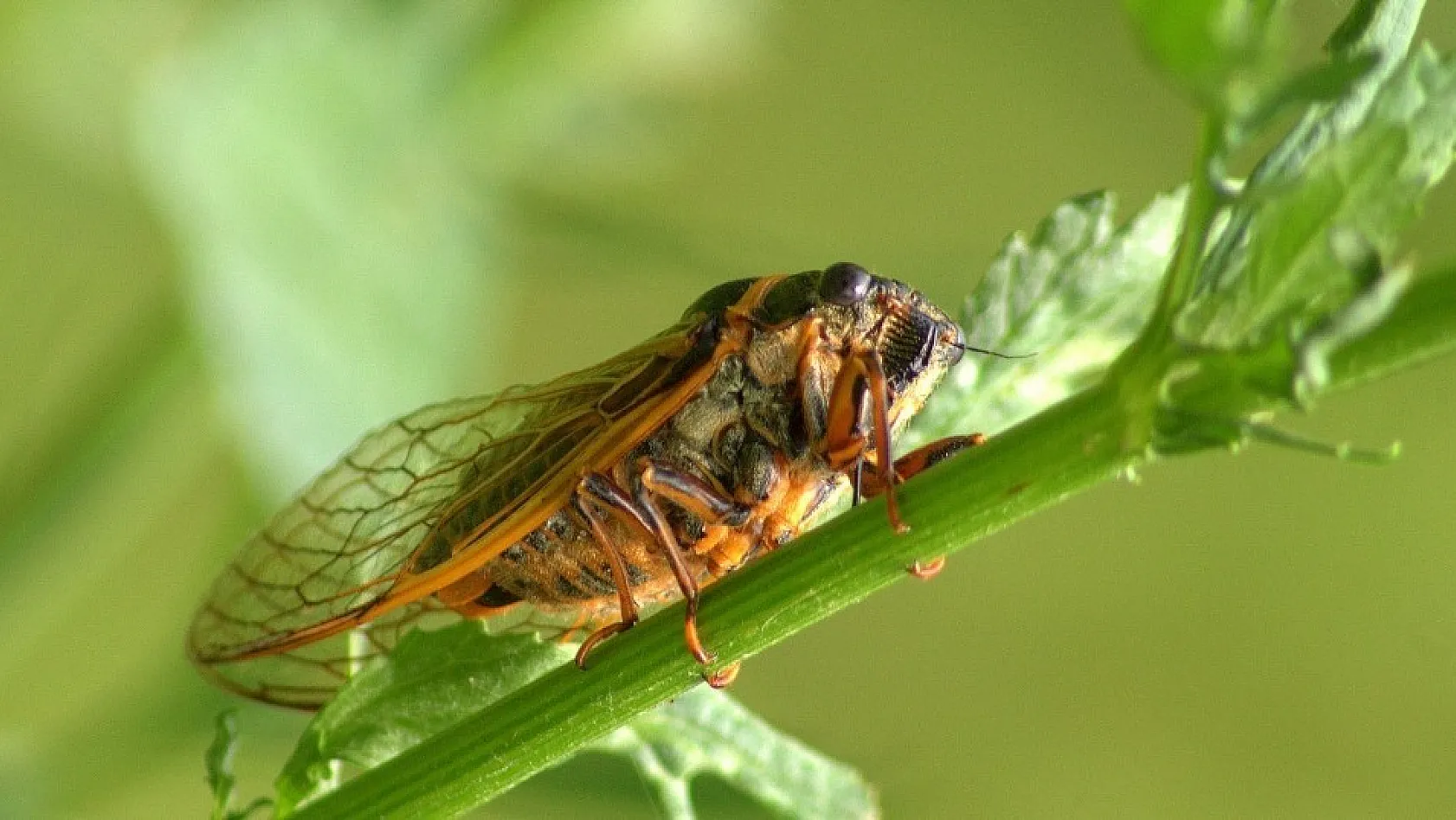 Kayısı üreticilerine 'Ağustosböceği' uyarısı 