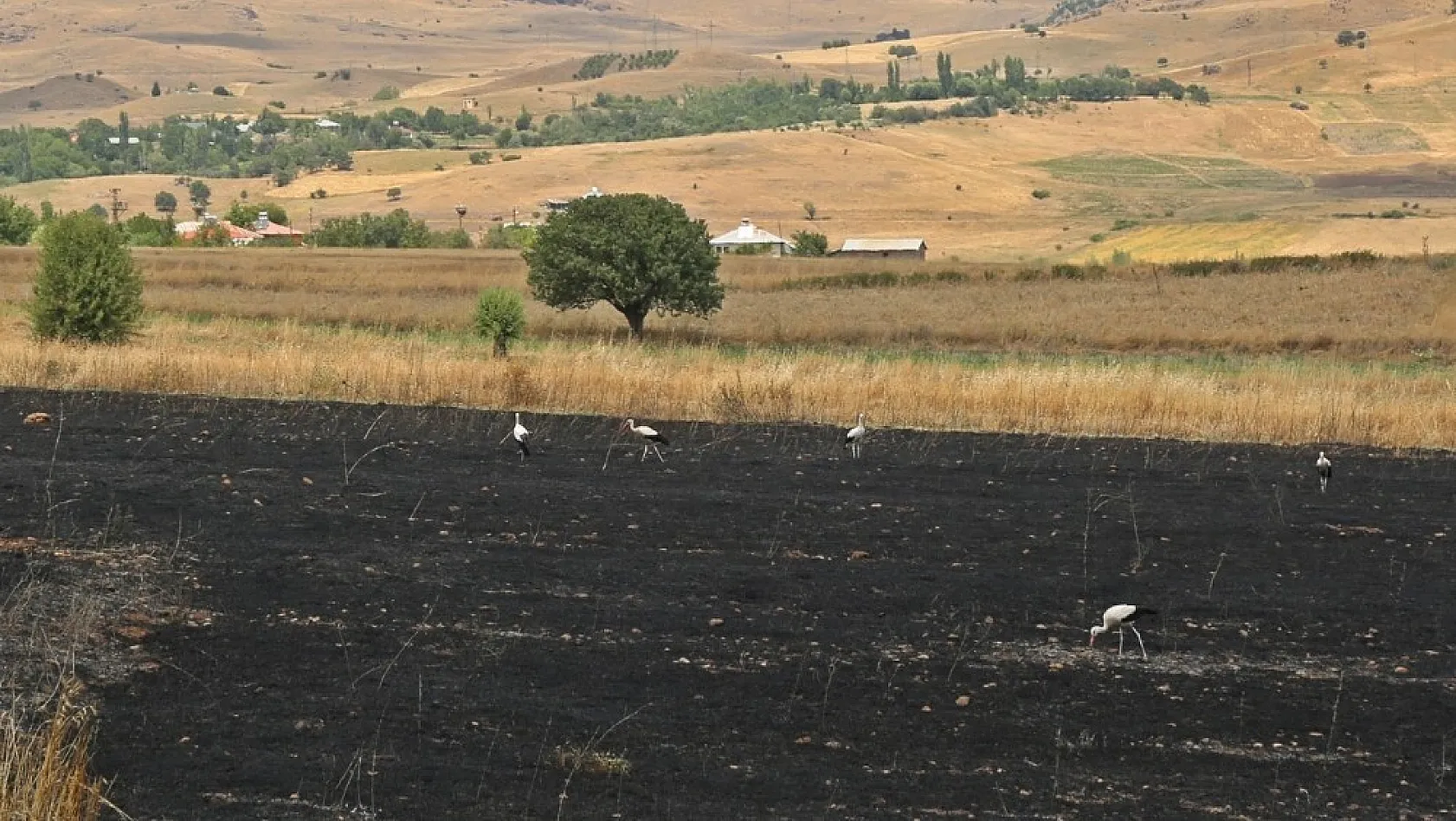 Tunceli'deki yangında 100 dönüm ekili alan kül oldu 