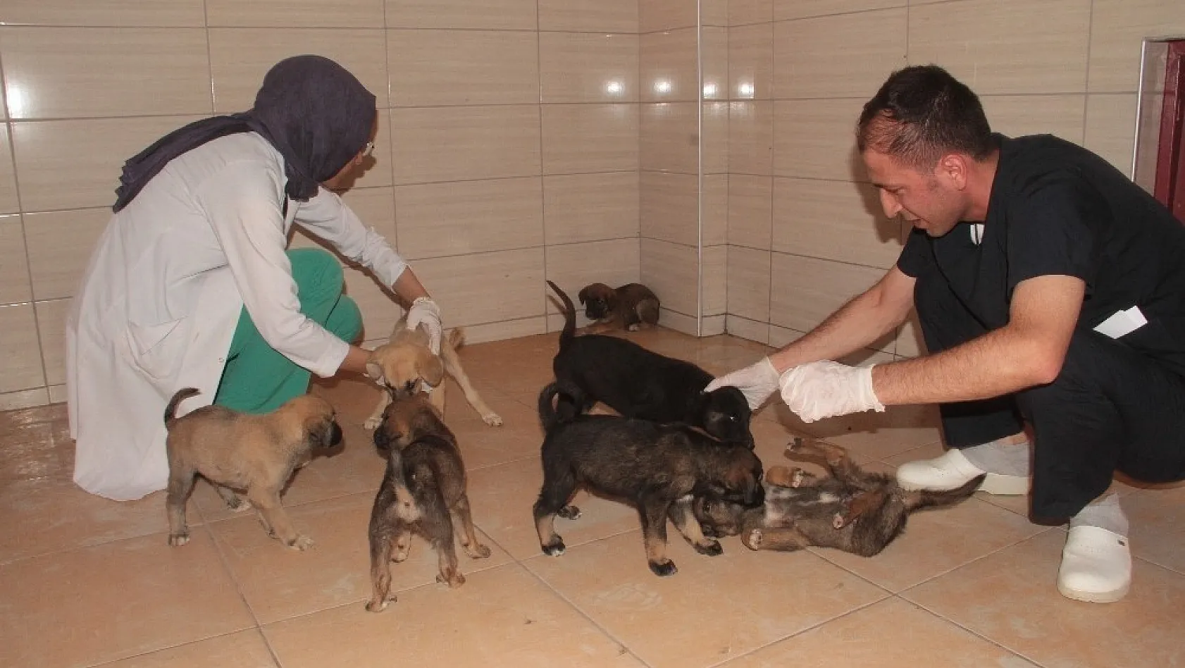 20 yavru köpek koruma altına alındı
